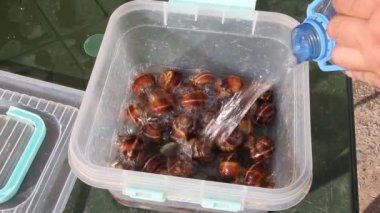 Üzüm salyangoz plastik kaplar içinde yaşamak. Birine yemek pişirmek için üzüm salyangoz yıkar