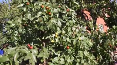 Ziziphus jujuba, yaygın olarak adlandırılan hünnap, kırmızı tarihi, Çin tarihi, Ziziphus (Cehrigiller cehri ailesindeki familyasından bir).