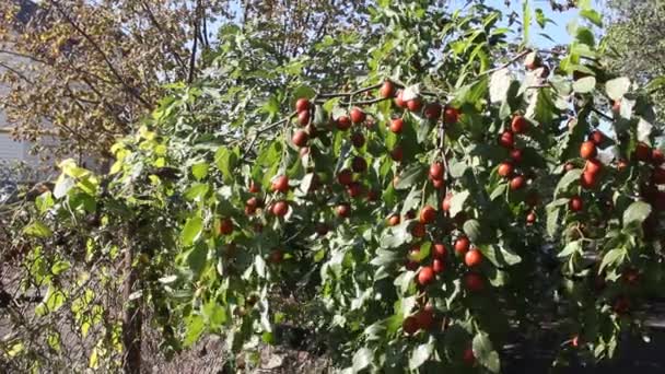 Ziziphus Jujuba Commonly Called Jujube Red Date Chinese Date Species — Stock Video