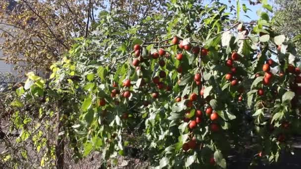 Ziziphus Jujuba Comúnmente Llamado Jujube Fecha Roja Fecha China Una — Vídeos de Stock