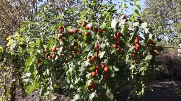 Ziziphus Jujuba Gewoonlijk Genoemd Jujube Rode Chinese Datum Een Soort — Stockvideo