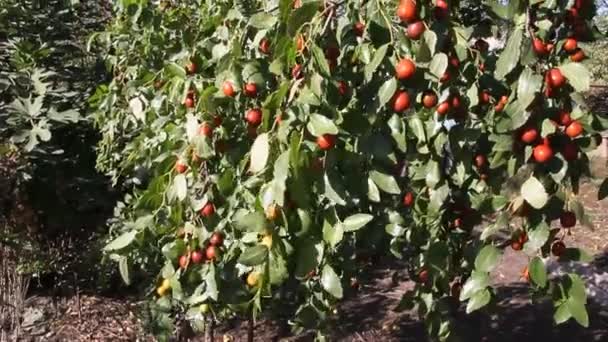 Ziziphus Jujuba Gewoonlijk Genoemd Jujube Rode Chinese Datum Een Soort — Stockvideo