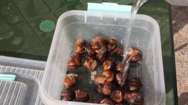 Üzüm salyangoz plastik kaplar içinde yaşamak. Birine yemek pişirmek için üzüm salyangoz yıkar
