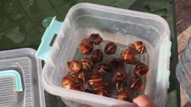 Üzüm salyangoz plastik kaplar içinde yaşamak. Birine yemek pişirmek için üzüm salyangoz yıkar