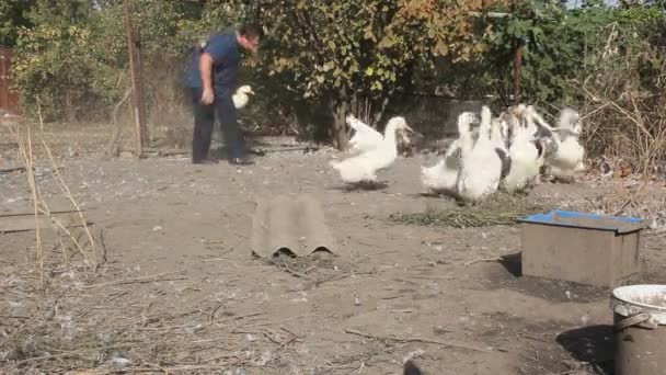 Fermier Attrape Des Canards Exploitation Canards — Video