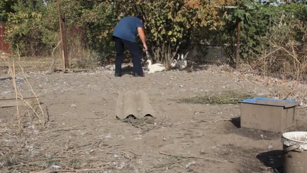 Granjero Atrapa Patos Granja Para Patos Crecimiento — Vídeo de stock