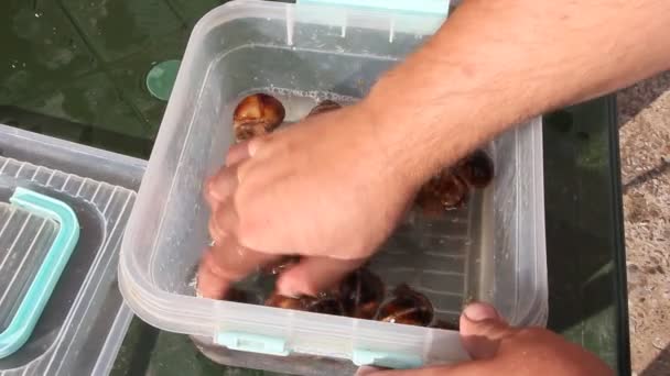 Live Druif Slakken Plastic Gebruiksvoorwerpen Een Man Wast Druif Slakken — Stockvideo