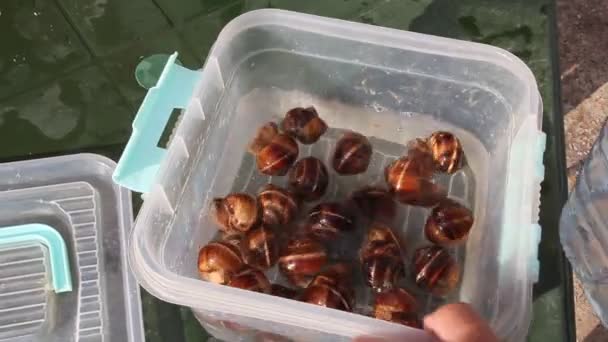 Caracóis Uva Vivos Utensílios Plástico Homem Lava Caracóis Uva Para — Vídeo de Stock