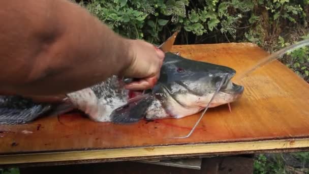 Homem Corta Grande Peixe Gato — Vídeo de Stock