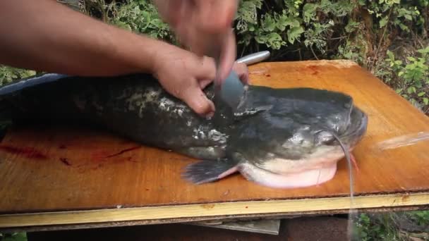 Homem Corta Grande Peixe Gato — Vídeo de Stock