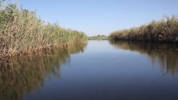Filmed Movement Boat Channel Canal Banks Overgrown Reeds — Stock Video