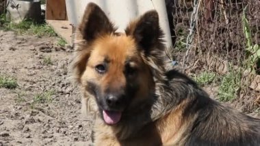 Bekçi köpeği bir zincir, bir çiftlik Köyü gardiyanlar içinde üzerinde