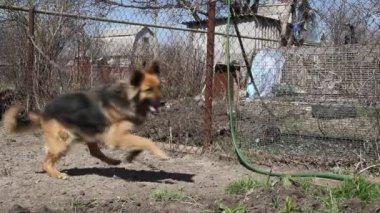 Bekçi köpeği bir zincir, bir çiftlik Köyü gardiyanlar içinde üzerinde