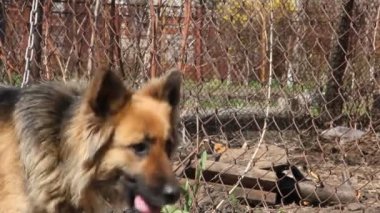Bekçi köpeği bir zincir, bir çiftlik Köyü gardiyanlar içinde üzerinde