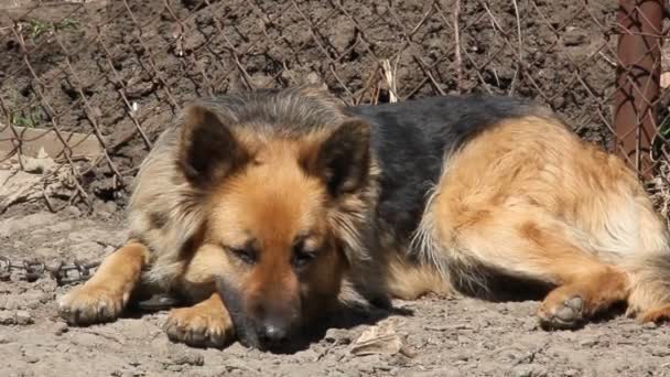 Σκύλος Φύλακας Μια Αλυσίδα Ένα Αγρόκτημα Φρουροί Του Χωριού — Αρχείο Βίντεο