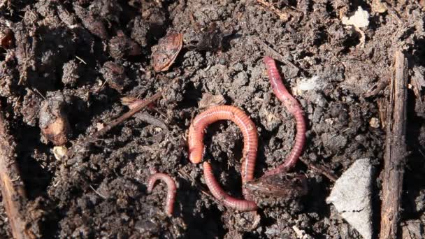 Close Worms Moving Dirt — Stock Video