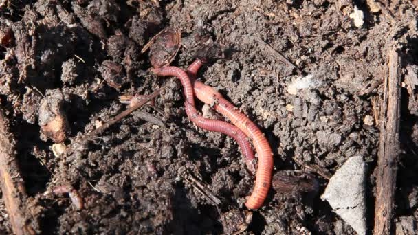在泥土上移动的蠕虫的特写镜头 — 图库视频影像