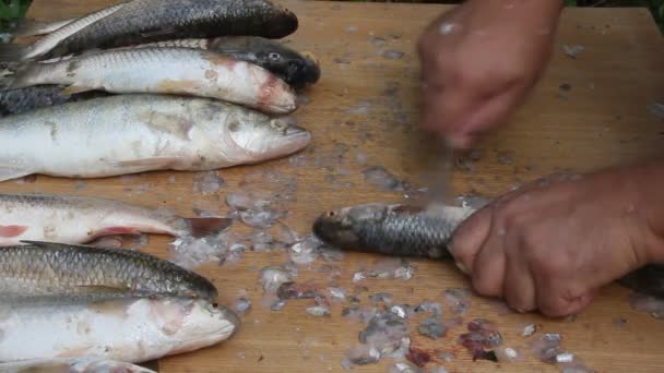 Limpieza Corte Pescado Condiciones Insalubres Moscas Avispas Sentadas Sobre Los — Vídeo de stock
