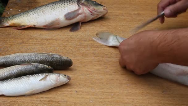 위생적인 조건에서 생선을 절단입니다 파리와 물고기에 — 비디오