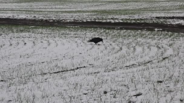 Torres Vão Para Campo Grama Trigo Sob Neve — Vídeo de Stock