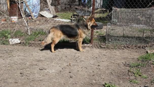 Chien Garde Sur Une Chaîne Une Ferme Dans Les Gardes — Video