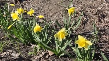 Sarı nergis (narcissus) bahar güneş çiçeklenme yakın çekim