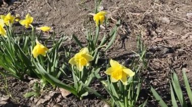 Sarı nergis (narcissus) bahar güneş çiçeklenme yakın çekim