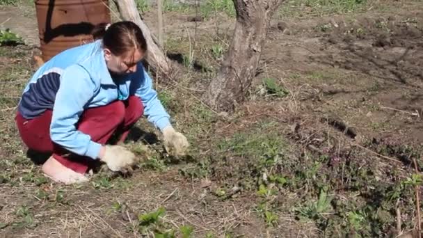 Žena Pracuje Zahradě Odstraňuje Trávu Země Kontrola Plevelů Organické Farmě — Stock video
