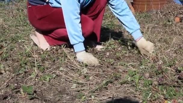 Une Femme Travaille Dans Jardin Enlevant Herbe Sol Lutte Contre — Video