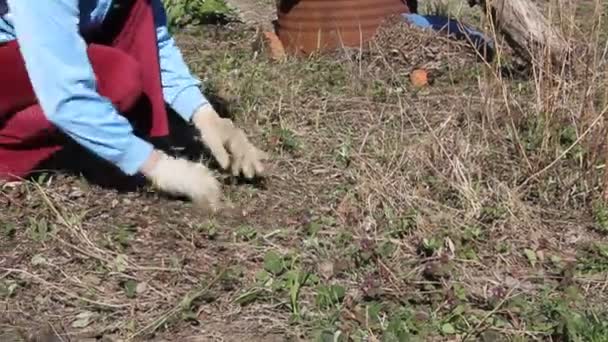 Kvinna Arbetar Trädgården Och Tar Bort Gräset Från Marken Ogräsbekämpning — Stockvideo