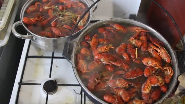 Krebse Kochen Einem Topf Garen Von Krebsen Mit Dill Und — Stockvideo