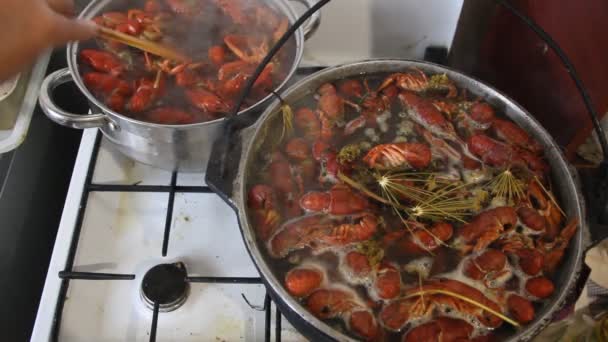 Krebse Kochen Einem Topf Garen Von Krebsen Mit Dill Und — Stockvideo