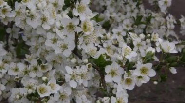 Erik yay çiçekli dalları