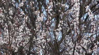 Kayısı meyve ağacı dalı ile güzel çiçek çiçeklenme