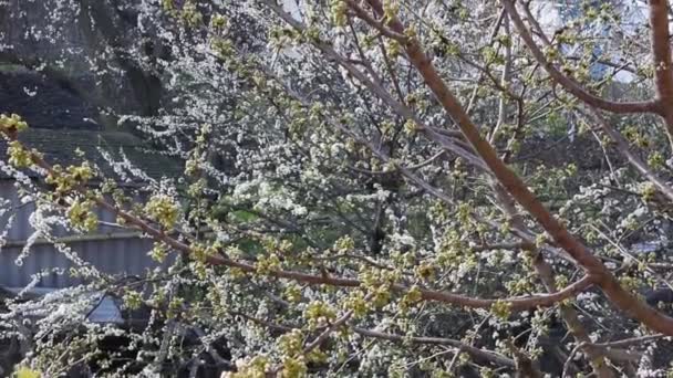 Rama Floreciente Árbol Frutal Cerezo Con Hermosas Flores — Vídeo de stock