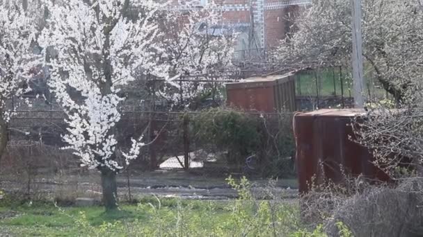 Floraison Abricot Branche Arbre Fruitier Avec Belles Fleurs — Video