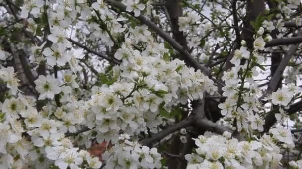 Kvetoucí Větvičky Švestkové Pružiny — Stock video