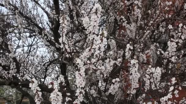 Квітуча Гілка Абрикосового Плодового Дерева Красивими Квітами — стокове відео