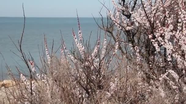 Kwitnący Owoców Moreli Drzewo Gałąź Pięknych Kwiatów — Wideo stockowe