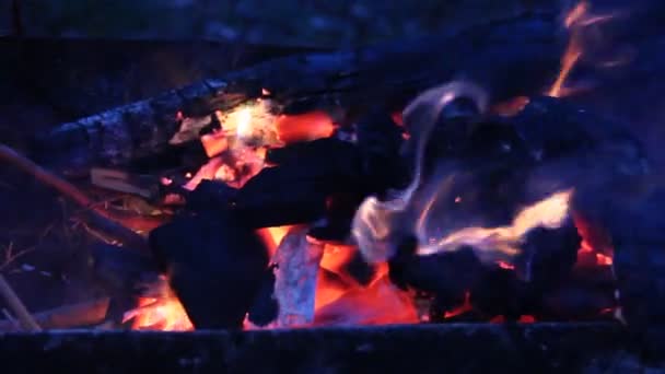 Burning Fire Firewood Night — Stock Video