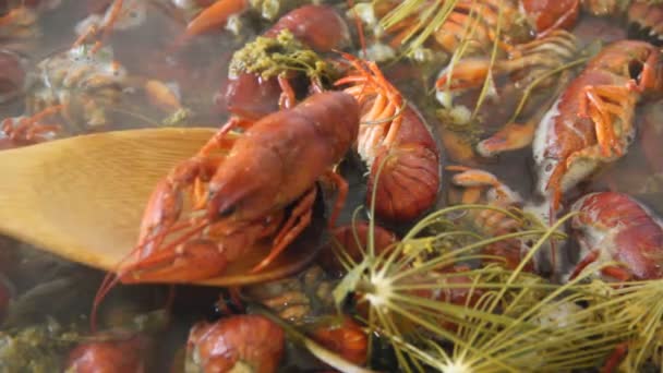 Krebse Kochen Einem Topf Garen Von Krebsen Mit Dill Und — Stockvideo