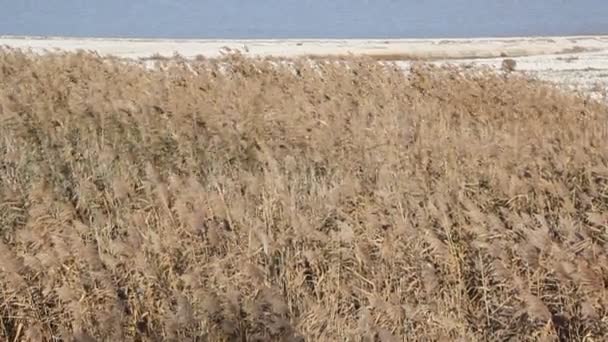 Dry Reeds Beach View Quiet Sea Sandy Beach — Stock Video