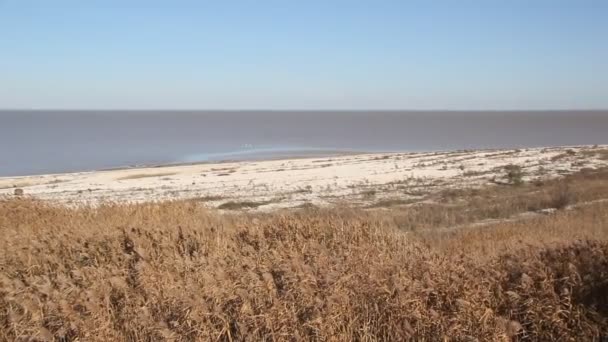 Trockenes Schilf Strand Blick Auf Das Ruhige Meer Und Den — Stockvideo