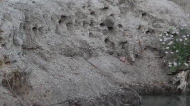 Sand Martins, yuvalarının yanında dik bankaların yanında uçuyor. Kum Martin (Riparia Riparia) veya Avrupa kum Martin, Amerika 'da banka yutmak