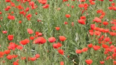 Kırmızı haşhaş bloom sahada. Yaz manzara. 