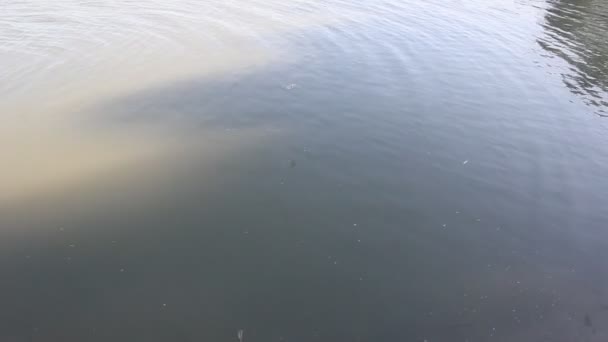 Noche Lago Los Sand Martins Volando Sobre Agua Martín Arena — Vídeo de stock