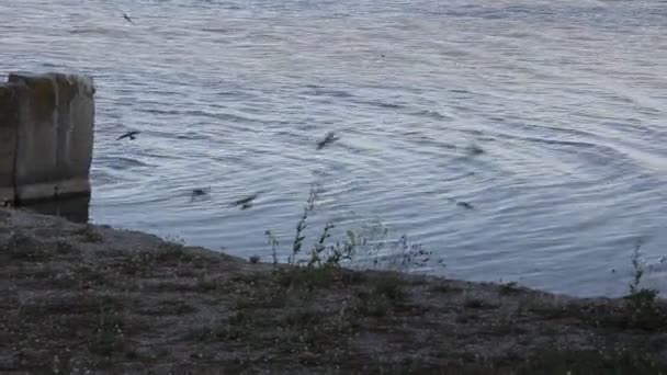 晚上在湖上 沙马汀在水面上飞翔 沙子马丁 河岸河 或欧洲沙马丁 银行燕子在美洲 — 图库视频影像