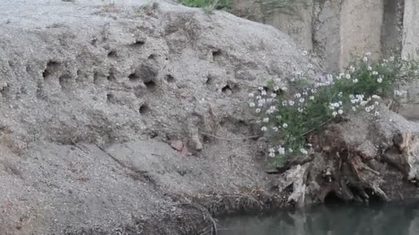 Sand Martins Volano Vicino Ripide Rive Con Loro Nidi Martin — Video Stock