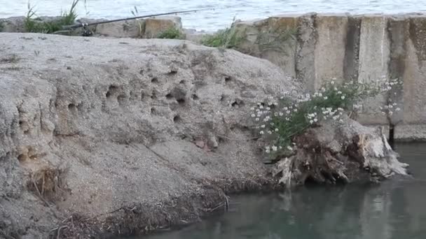 Sand Martins Volano Vicino Ripide Rive Con Loro Nidi Martin — Video Stock