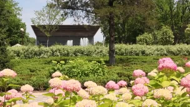 Hydrangea Hortensia Género 7075 Especies Plantas Con Flores Nativas Del — Vídeo de stock